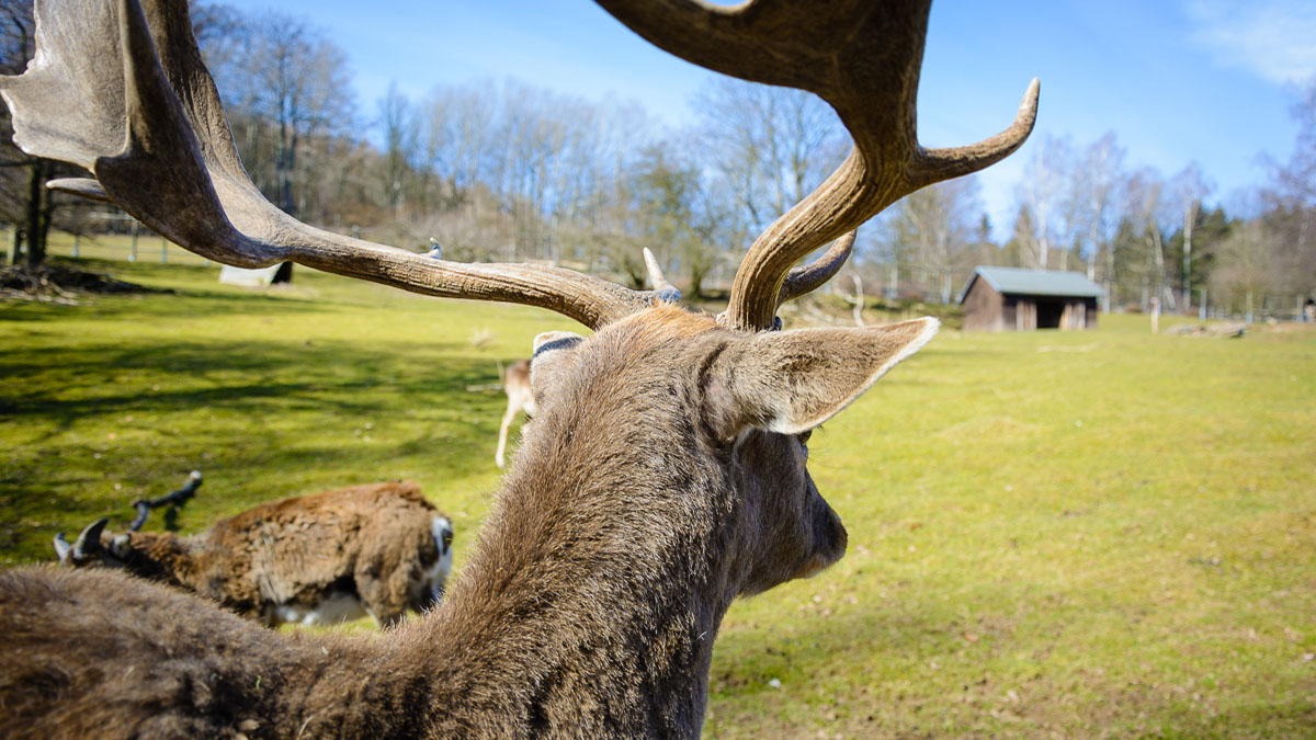 Tierpark Osterzgebirge in Geising