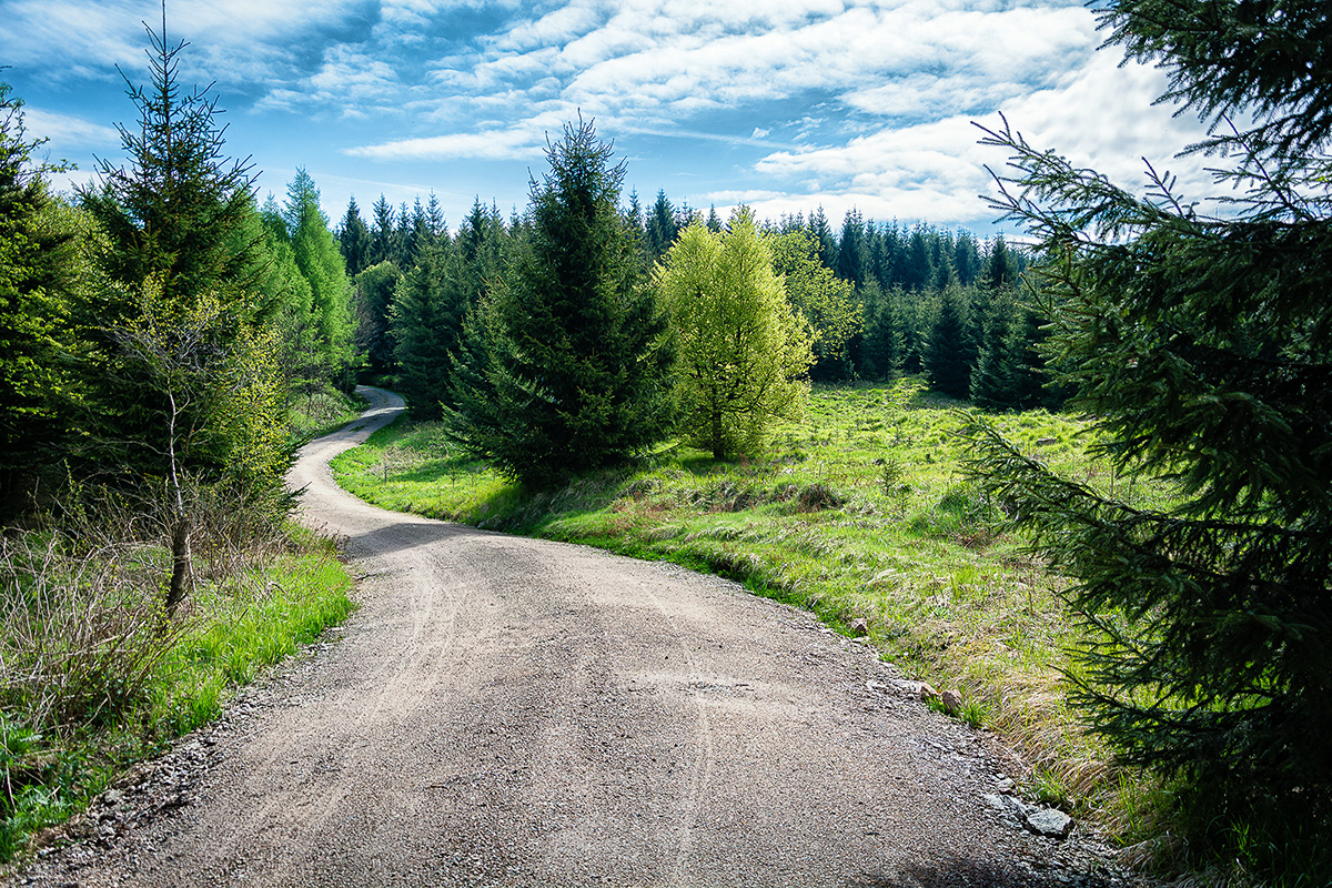 Ruhige Waldwege - Natur erleben im Erzgebirgswald